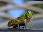 Locusta