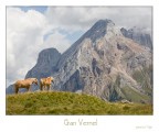 Cavalli al Ciampac (Val di Fassa)