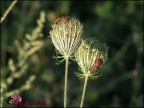 Foto scattata con la Fuji 5600 in modalit macro semplice