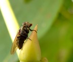Mosca