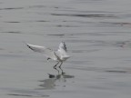 Giornata grigia, porto di La Spezia, primi esperimenti di foto naturalistiche (Lumix FZ30). Ovviamente con tutti i difetti che ne conseguono.