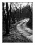 La Strada nel Bosco