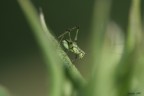 Nel verde