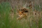 EXIF
  
   Shutter speed value   1/640 s
   Aperture value        f/5.6
   ISO speed ratings     ISO 400
   Exposure bias value   -0.67 eV
   Focal length          400 mm