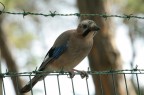 EXIF
   Shutter speed value   1/80 s
   Aperture value        f/16
   ISO speed ratings     ISO 800
   Exposure bias value   -0.33 eV
   Focal length          350 mm