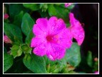 Fiore bagnato