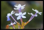 fiore
