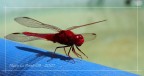 Canon 350D (18-55):  f/16   1/500s   ISO 400   55mm