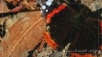 Canon 350D (18-55):  f/5.6   1/500s   ISO 125   55mm