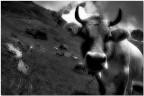 the meek horns