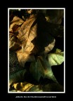 foglie secche
