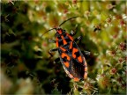 Lygaesus saxatilis