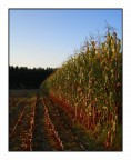Un pomeriggio in campagna