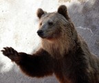 Questo orso bruno  un "ospite" del Parco Faunistico Le Cornelle di Valbrembo (BG). Guardate che sguardo triste...