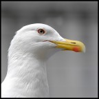Un Gabbiano