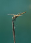 Libellula fotografata nella spiaggia di Terranera a Porto Azzurro (Isola D'Elba)