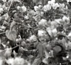 non dire gatto finchè... non dire gatto finchè...