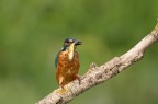 martino alla pesca