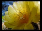 Succulenta