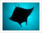 Maldive 2007 - Manta point
Scatto eseguito con Canon Powershot G7 e custodia custodia WP-DC 11 - 1/1600 f3.5.
Spero vi piaccia... :)