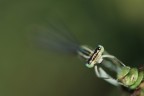 Sguardo Nel Verde