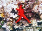 La scalata