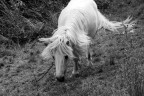 cavallo