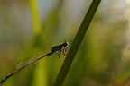 Libellula