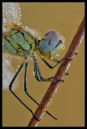 Libellula colorata: primo piano bagnato