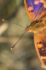 Farfalla in &quot;volo&quot;