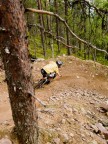 Levi Bike Park, Finlandia

Scattata con Olympus E-300