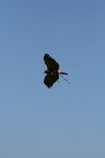 Volare alto nel cielo