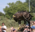 Aquila in posizione