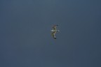 In volo dopo la tempesta