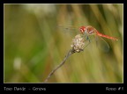 Rosso  # 1