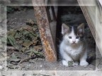 In verit sono allergico a questi carissimi cuccioletti, quando ho scattato la foto ero molto pi spaventato del gattino stesso, quindi mi sono messo alla giusta distanza per la sicurezza di entrambi...

Critiche e suggerimenti sono ben accetti.