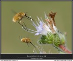 Bi-Bombylius major... difficilissimo!!!