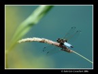 Nikon D50 70/300G focale 200mm f5 1/2000sec
