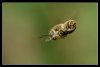 Ape in volo