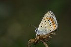 licenide silana