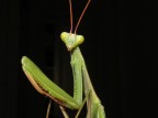 sguardo