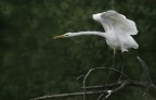 Renzo-Airone bianco maggiore
