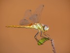 Libellula sfondo rosso