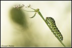 Canon 400d + sigma 150mm
TV (Velocit otturatore)	1/200
AV (Valore diaframma)	4.0
Velocit ISO	200