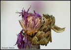 Canon 400d + sigma 150mm macro
TV (Velocit otturatore)	1/15
AV (Valore diaframma)	10.0
Velocit ISO	200