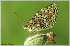 400d + 150mm macro
TV (Velocit otturatore)	1/30
AV (Valore diaframma)	9.0
Velocit ISO	200
