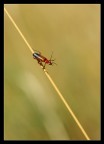 Coleottero Rhagonycha Fulva....che saluta
