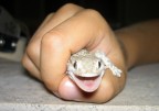 geco in una mano,sembra quasi che rida!