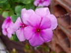 Fiore 2