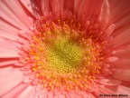 macro di 2 cm.